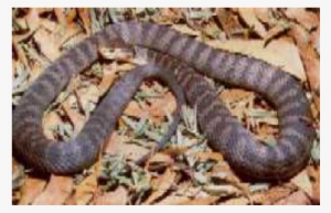 Rough Scaled Snake - Rough-scaled Snake #4053786