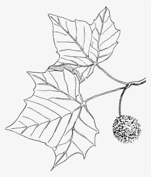 Sycamore Png #4054004