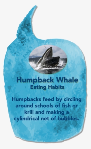 Humpbackwhale02 - Humpback Whale Mouth #4054110 Humpbackwhale02 - Humpback Whale Mouth #4054110