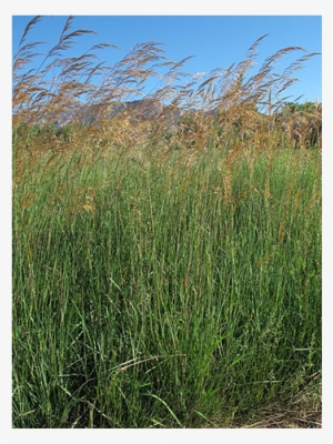 Antler - Antler King #4054748