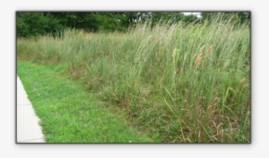 Crested Wheatgrass - Crested Wheatgrass Lawn #4054930
