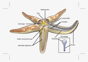 La Ilustración Muestra Una Estrella De Mar, La Cual - Endocrine System Of Echinoderms #4054960