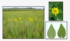 Rosinweed - Field Marigold #4055179