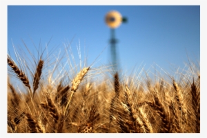 Wheat Grower Breaches 200-bushel Barrier In 2018 Wheat - Wheat #4055626 Wheat Grower Breaches 200-bushel Barrier In 2018 Wheat - Wheat #4055626