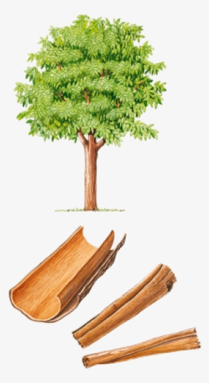 Cannelier De Ceylan Arbre #4056227
