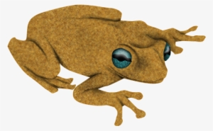 Rana - Bufo #4056547