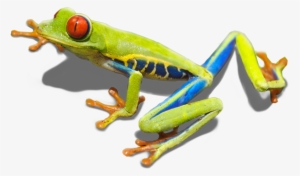 Rana Calzonuda - Indian In His Wigwam - Or Characteristics #4056688