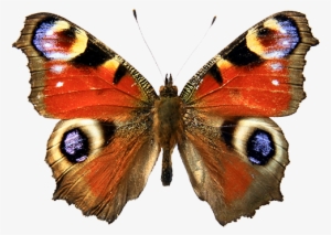 Las Mariposas Obtienen Sus Colores De Dos Fuentes Diferentes - Red Admiral Butterfly Drawing #4057434