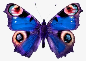 Las Mariposas Obtienen Sus Colores De Dos Fuentes Diferentes - Peacock Butterfly #4057476
