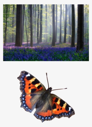 Cosmos Simbológico Dentro De La Vestimenta Natural - Adrian Popan Canvas Wall Decor Prints - Bluebells #4057598