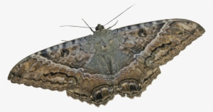 Mariposa - Mariposa Nocturna Del Pino #4057705