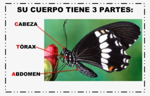 ¿cuánto Sabemos - Projapoti Hd #4058035 ¿cuánto Sabemos - Projapoti Hd #4058035
