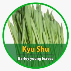 Kyushu Barley Young Leaves - Artificial Turf #4059773