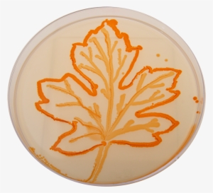 Leaf - Circle #4059890