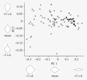 Principal Components Analysis Of Elliptical Fourier - Diagram #4060090