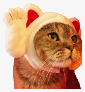 Japanese Lucky Cat Fortune Kitty Pet Dog Costume Hat - Cat #4060212