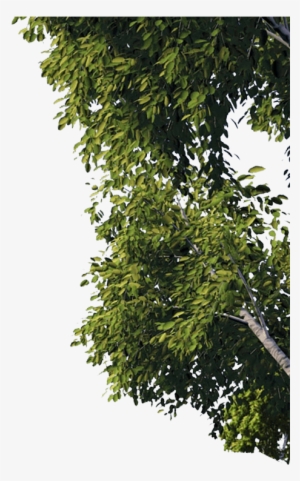 Dreamworld - Dreamworld - Dreamworld - Dreamworld - - Plane #4061532