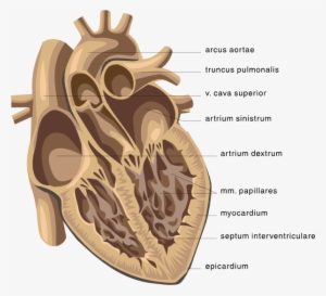 Picture Clipping Of Cardiology - Open Human Heart Drawing #4062106