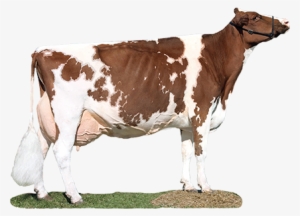 Dairy Cow Transparent Images - Red And White Dairy Cow Breed #4062762