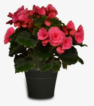 Premium Begonia - Watering Can #4063671