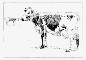 Lineback Cattle - Dairy Cow #4063807