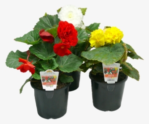 1 - 3l Begonia - Begonia Tuberous - Begonia Bunnings #4063809