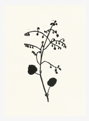 Collection Name - Begonia #4063828