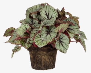Begonia Rex #4063859