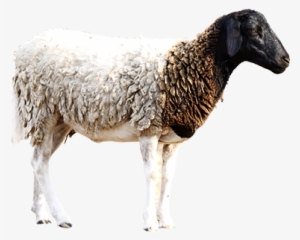 Dairy Farming Kenya Buy Dairy Cows, Beef, Sheep, Goats, - Kenya #4064012