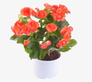 Botanical Name - Hawaiian Hibiscus #4064014