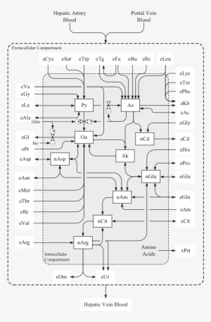 Flow Diagram Of The Model Of Liver Metabolism In The - Diagram #4064035