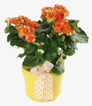 Beguiling Begonia - Bukiet Pomarańczowych Róz #4064055