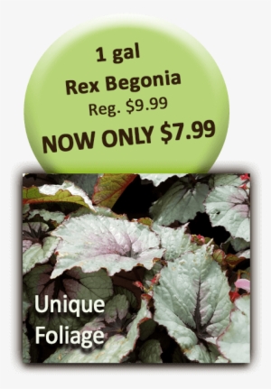 1 Gal Rex Begonia - Begonia #4064076