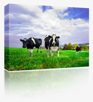Friesian Holstein Dairy Cows - New Zealand Cow Milk #4064105
