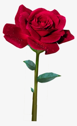 ℒ𝓪 ℛ𝓸𝓼𝓪 ℛ𝓸𝓳𝓪 Easter Flowers, Flower Photography, - Mensagens De Espinhos E Flores #4064206