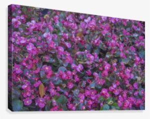 Bubble Gum Begonia Canvas Print - Canvas #4064234