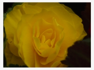 Бегония Тубероза- Begonia Tuberosa Begonia - Floribunda #4064332