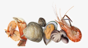 Mariscos Png - Pescados Y Mariscos Png #4064353