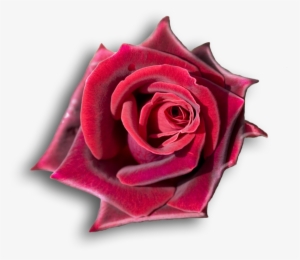 Rojo, Rosas Rojas, Flores, Rosas Hermosas, Girasoles, #4064514