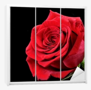 Rosa Roja Sobre Fondo Negro - Rosa Roja Con Fondo Negro #4064542