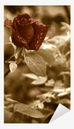 Garden Roses #4064569