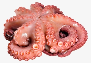 Disfrute De Nuestro Marisco - Octopus Barnacle #4064672