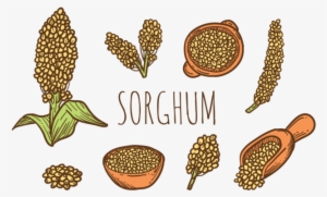 Hand Drawn Sorghum Vectors - Cereales Dibujo Png #4064676