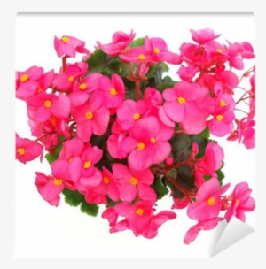Bougainvillea #4064707