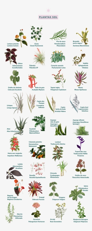 Botânica Movimento 90º - Botany #4064781