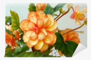 Orange Flowers Of Begonia Pot-plant Wall Mural • Pixers® - Plants #4064817
