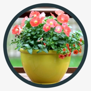 Point Of Purchase - Flowerpot #4064829
