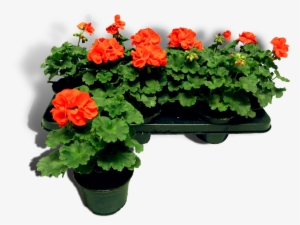 Pelargonium - Perkplantjes Png #4064911