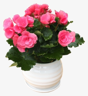 Get Quotations - Garden Roses #4064960