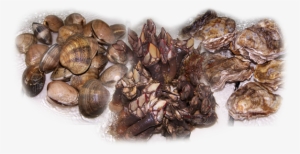 Spide Marisco - Mussel #4064988